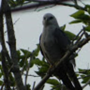 Meet your Posher, Joyce